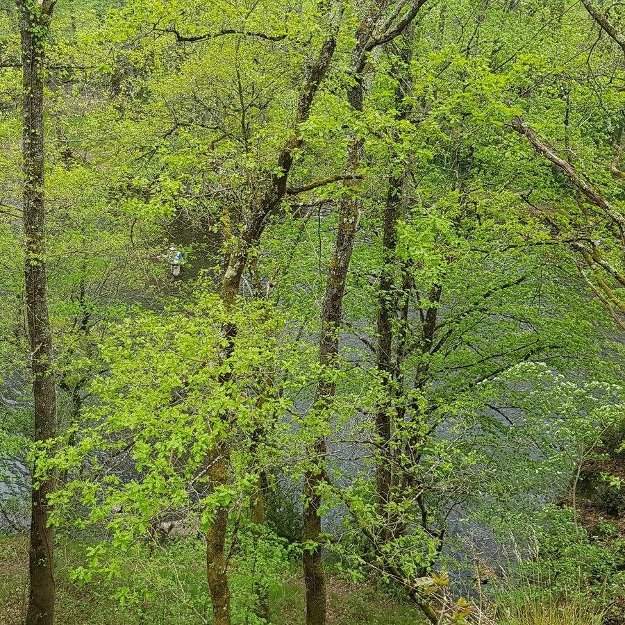 Une NFA carré - foret 1