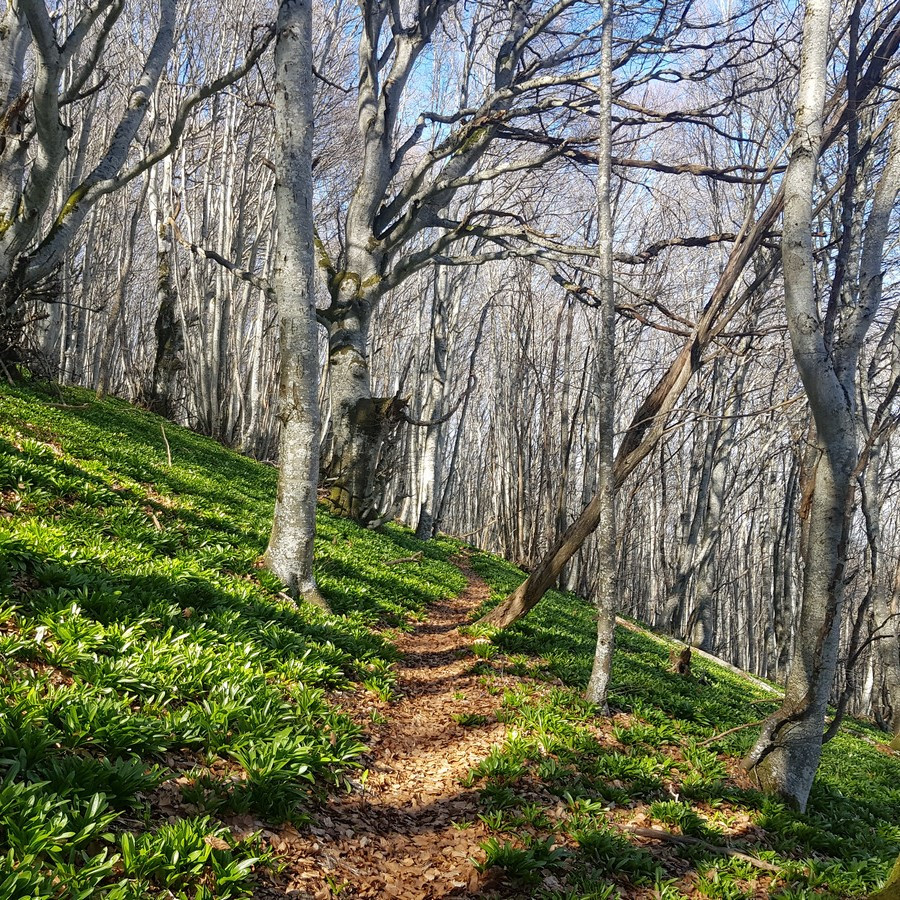 Une NFA carré - foret 2